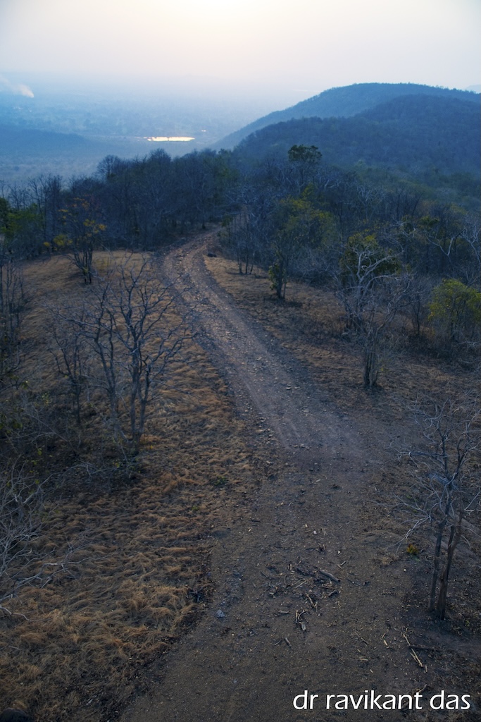 Forest trail
